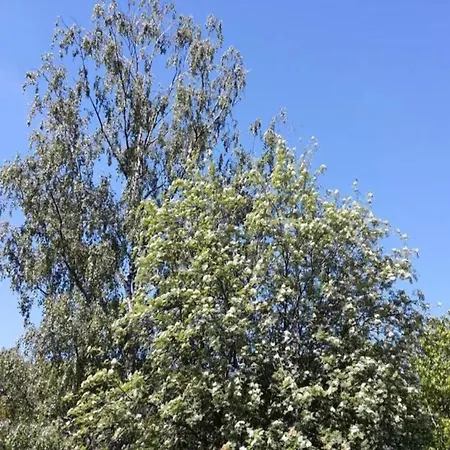 Authentic And Cosy With Big Beautifull Garden Apartment Altentreptow